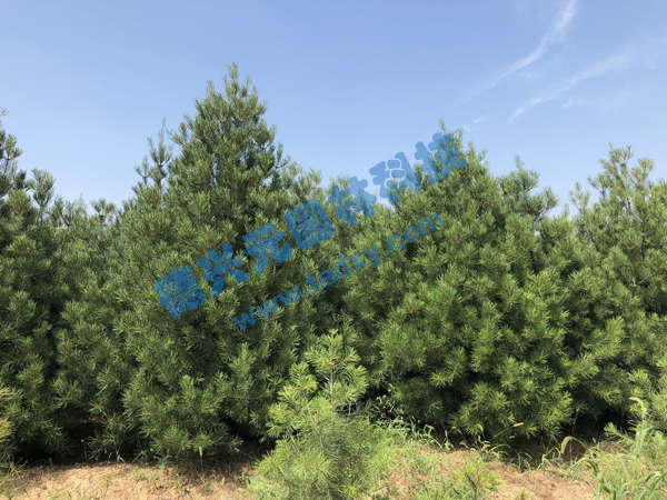 �c���鿴Ԕ����Ϣ���}����Ƥ�� ��x�Δ���2398