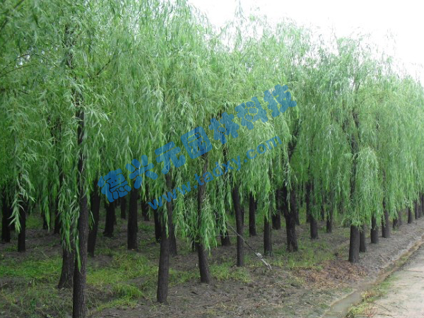 �c���鿴Ԕ����Ϣ���}������ ��x�Δ���2523