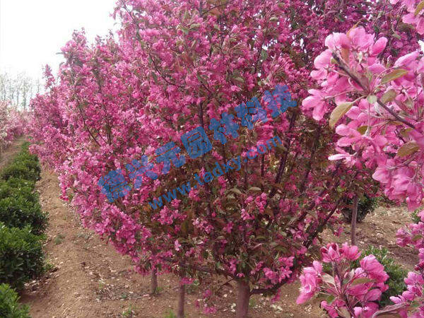 �c���鿴Ԕ����Ϣ���}���k������ ��x�Δ���2355