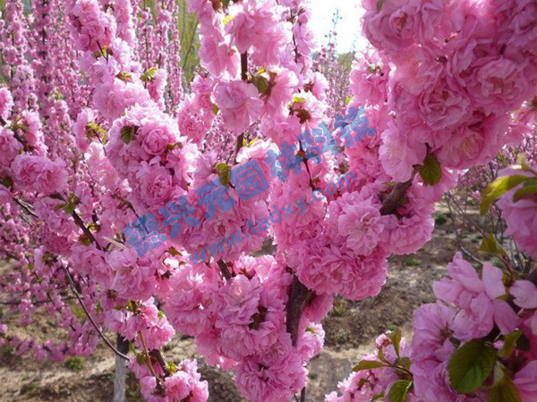 �c���鿴Ԕ����Ϣ���}���ѻ� ��x�Δ���2108